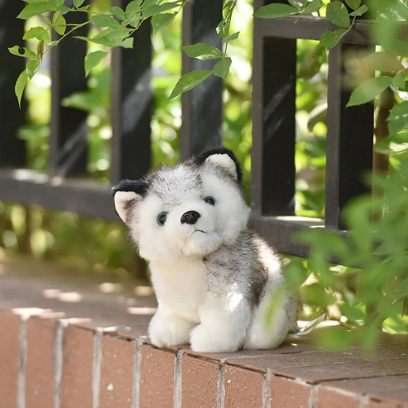 Husky de Peluche_20 cm_2